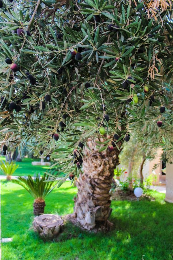 Riad Le Jasmin تارودانت‎ المظهر الخارجي الصورة