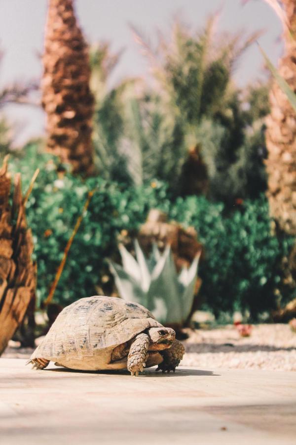 Riad Le Jasmin تارودانت‎ المظهر الخارجي الصورة
