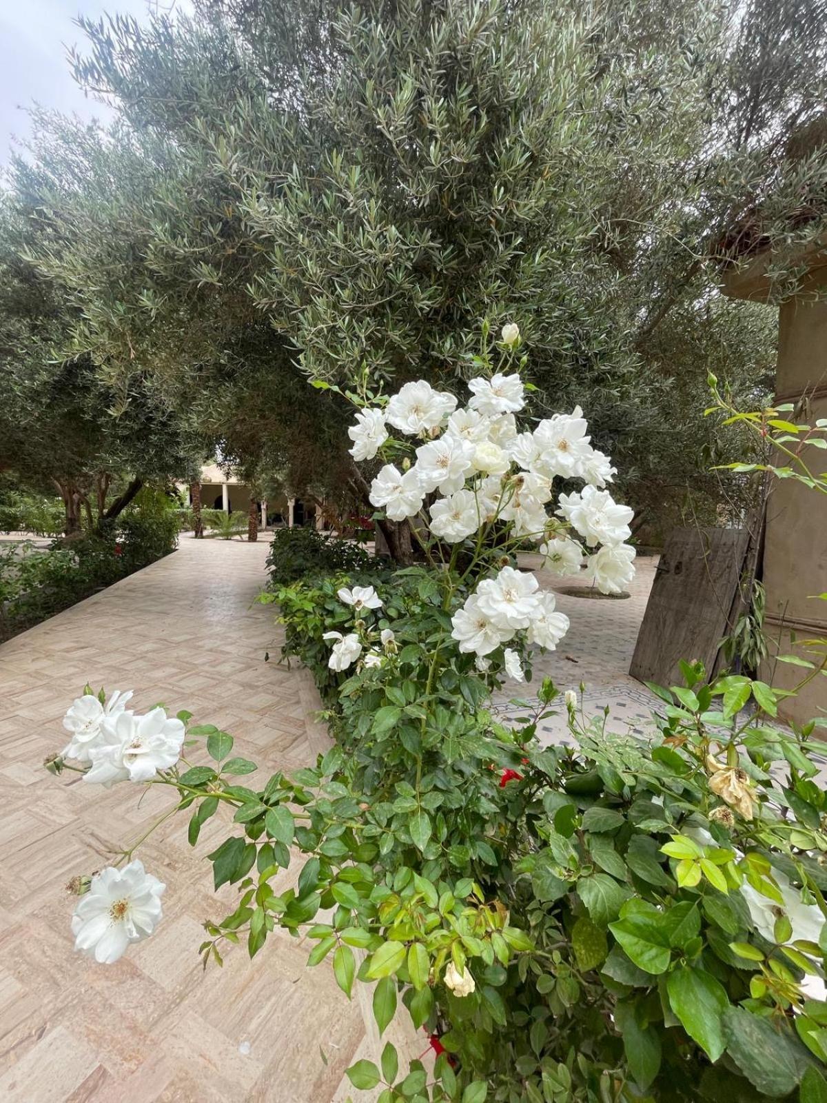Riad Le Jasmin تارودانت‎ المظهر الخارجي الصورة